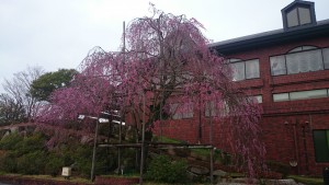 2015 4 9 しだれ桜